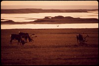 Caribou Graze near the Sagavanirktok River, Eight Miles East of the North Slope Site Where the Alaska Pipeline Will Start.