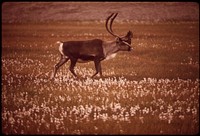 Caribou in "Alaska Cotton", a Plant Found in Marshy Areas Along Entire 789-Mile Route of the Alaska Pipeline. Original public domain image from Flickr