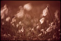 "Alaska Cotton" Found in Marshy Areas Along Entire 789-Mile Route of the Pipeline. Original public domain image from Flickr