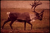 Bull Caribou near the Start of the Alaska Pipeline Route. Original public domain image from Flickr