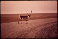 Young Bull Caribou Crosses Gravel Roadway. Original public domain image from Flickr