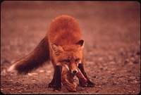 Young Female Fox near Galbraith Lake Camp Wrestling with a Turkey Neck--A Handout From the Camp Cook. Foxes, Arctic White, Red (As Shown Here), and Cross (A Black Brown and Silver Combination) Are Found Along the Entire Route From Prudhoe Bay to Valdez 