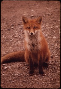 Young Female Fox near Galbraith Lake Camp. Original public domain image from Flickr