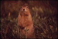 A Parka Squirrel, Or "Siksikpuk." The Eskimos Make Their Warmest Winter Parkas From the Pelts of the Parka Squirrel. Original public domain image from Flickr