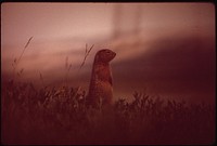 Day's Work Done, the Parka Squirrel Stands on the Bank and Surveys Its Domain. Franklin Bluffs in Background. Original public domain image from Flickr