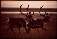 Caribou Trot Across the Tundra, near Prudhoe Bay Where the Pipeline Will Start. Original public domain image from Flickr