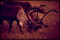 Caribou Feed near the Sagavanirktok River. The Pipeline Will Follow the Sag River South Some 110 Miles 08/1973. Photographer: Cowals, Dennis. Original public domain image from Flickr