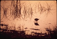 Wading Shore Bird Searches Out Insects in Pond. Original public domain image from Flickr