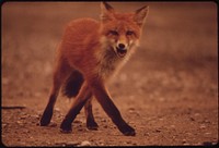 A Young Female Fox near Galbraith Lake Camp. Original public domain image from Flickr