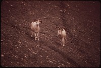 A Pair of Young Rams, 3-5 Years Old, Descend the Hillside Salt Lick at the West End of the Atigun Gorge (Four Miles From the Point Where the Pipeline Will Cross the Atigun River). Original public domain image from Flickr