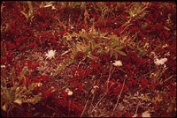 Typical Tundra Scene. The White Blossoms Are "Alaska Cotton" Which Blooms in the Fall. Original public domain image from Flickr