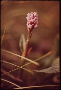 Bloodwort, a Common Wildflower Along the Pipeline Route. Original public domain image from Flickr