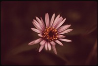 Alpine Aster flower. Original public domain image from Flickr