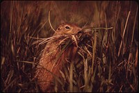 This Parka Squirrel Is Gathering Green Grasses to Eat During the 9-Month Winter. Original public domain image from Flickr