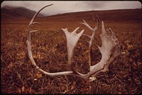 Caribou Shed Their Antlers Annually; They Can Be Found Almost Anywhere on the North Slope, Or Here, in the Atigun Valley the Site of Pump Station #4 Appears on the Skyline of the Hill in the Background. Original public domain image from Flickr