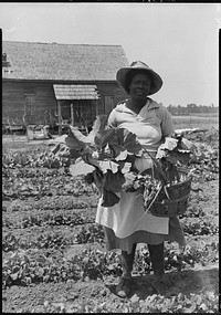 African-American Woman Picking Vegetables from a Garden. Original public domain image from Flickr