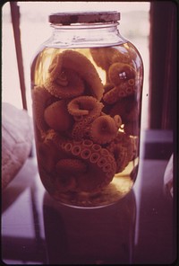 Specimens Used in Marine Biology Class at the Spermacetti Cove Nature Center at Sandy Hook 05/1973. Photographer: Tress, Arthur. Original public domain image from Flickr