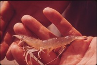 Marine Life Taken From Water near the P.H. Robinson Generating Plant Is Observed for Thermal Pollution Effects by Biologists From Texas a & M University