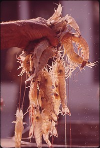 Shrimp From the Day's Catch. Original public domain image from Flickr