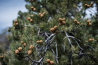 Pinyon pines close up