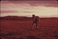 Sunset View of a Horse in Pastureland That Once Was Tallgrass Prairie in Wabaunsee County Kansas, near Manhattan, in the Heart of the Flint Hills Region.