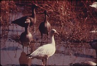 Flocks of Blue Geese and Snow Geese Stop at the Squaw Creek National Wildlife Refuge near Mound City, Missouri, at the Northwest Corner of the State.