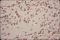 Airborne Flocks of Blue Geese and Snow Geese Stop at the Squaw Creek National Wildlife Refuge near Mound City, Missouri, at the Northwest Corner of the State.