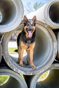 German Shepherd dog