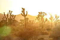 Sunset and Joshua trees