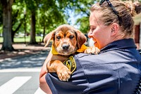 K9 for a Day - Simon, in partnership with the Humane Society of Eastern Carolina, Greenville, date unknown. Original public domain image from Flickr