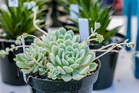 Succulent background