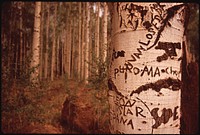 Scarred Trees 06/1972. Photographer: Eiler, Terry. Original public domain image from Flickr