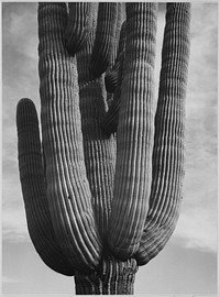 Detail of cactus "Saguaros, Saguro National Monument," Arizona. Photographer: Adams, Ansel, 1902-1984. Original public domain image from Flickr