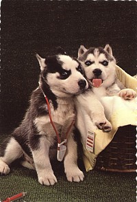 Siberian husky puppies posing as doctor and patient. Postcard featuring a color photograph of two Siberian husky puppies. The husky on the left is wearing a toy stethoscope around its neck as if it were a nurse or a doctor. The husky on the right is laying in a basket with its tongue sticking out. On the side of the basket is a small card that reads, "health chart". Original public domain image from Flickr