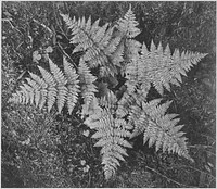 Close-up of ferns, from directly above, "In Glacier National Park," Montana. Photographer: Adams, Ansel, 1902-1984. Original public domain image from Flickr