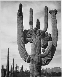 View of cactus and surrounding area "Saguaros, Saguaro National Monument," Arizona. Photographer: Adams, Ansel, 1902-1984. Original public domain image from Flickr