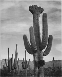 Full view of cactus with others surrounding, "Saguaros, Saguaro National Monument," Arizona. Photographer: Adams, Ansel, 1902-1984. Original public domain image from Flickr