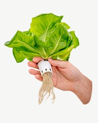 Hydroponic lettuce vegetable collage element psd