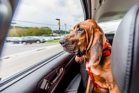 Bloodhound dog