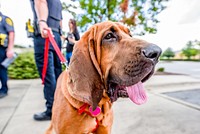 Bloodhound dog