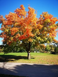 Maple leaves turning colors.