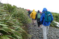 Kapiti Island Kaitiaki Camera Network, 20 November, 2018. Original public domain image from Flickr