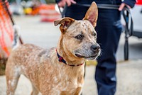 Australian Cattle Dog