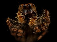 Jumping spider, face shot.