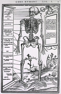 Anatomy of a skeleton. Full length, front view of a human skeleton. Original public domain image from Flickr