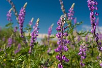 Arizona Lupine flower background