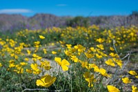 Poppy flowers