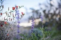 Arizona Lupine flower