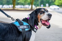 Treeing Walker Coonhound dog