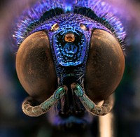 Blue jewel bee, face.